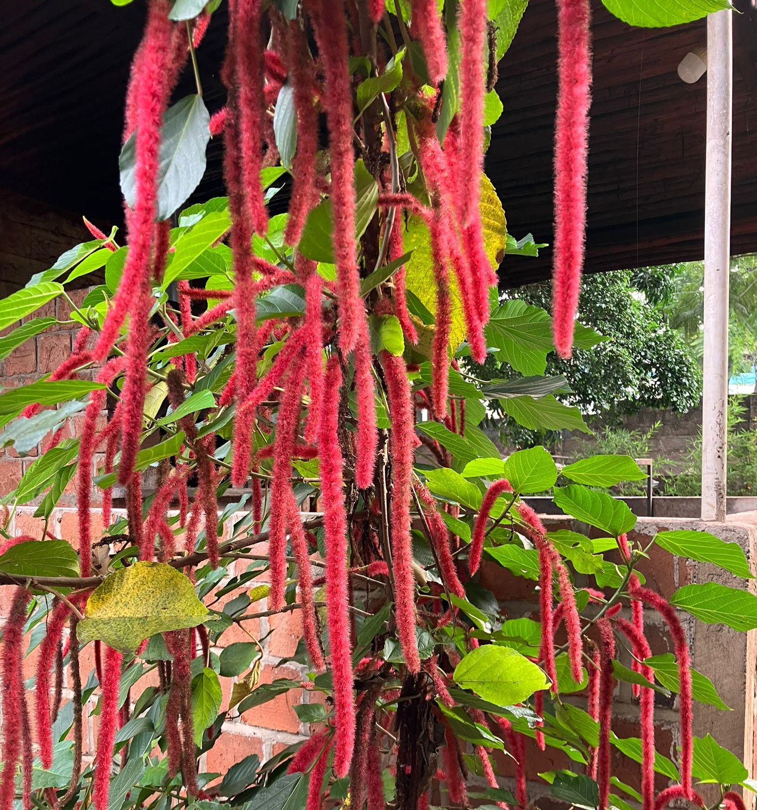 Amaranth und Erntedank